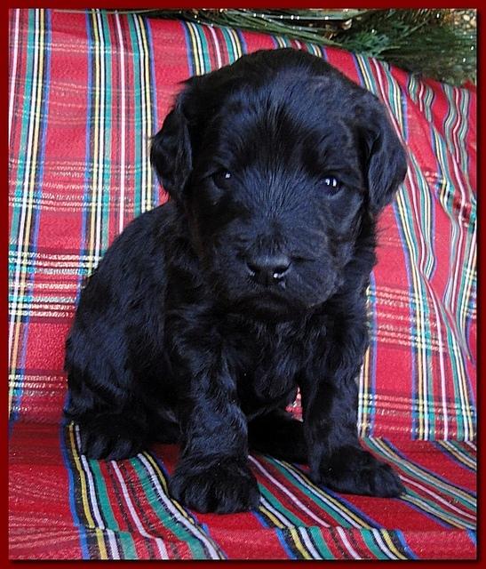 Bailey Rocco puppies 3 weeks old 052