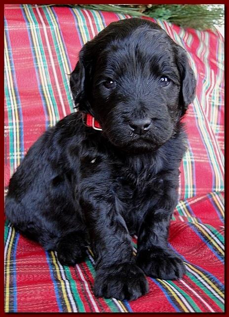 Bailey Rocco puppies 3 weeks old 058