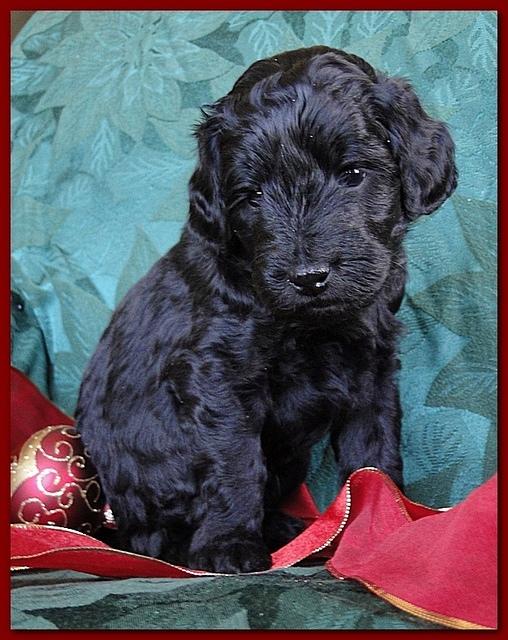 Bailey Rocco puppies 4 weeks old 032