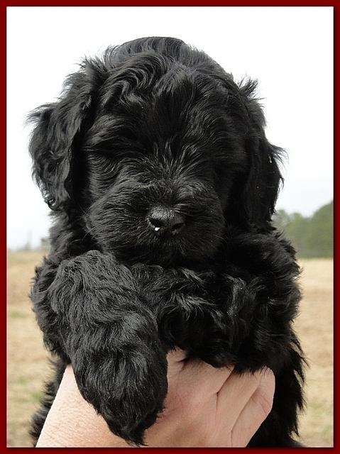 Bailey Rocco puppies 6 weeks old 042