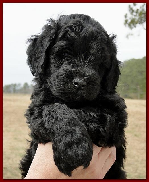Bailey Rocco puppies 6 weeks old 043