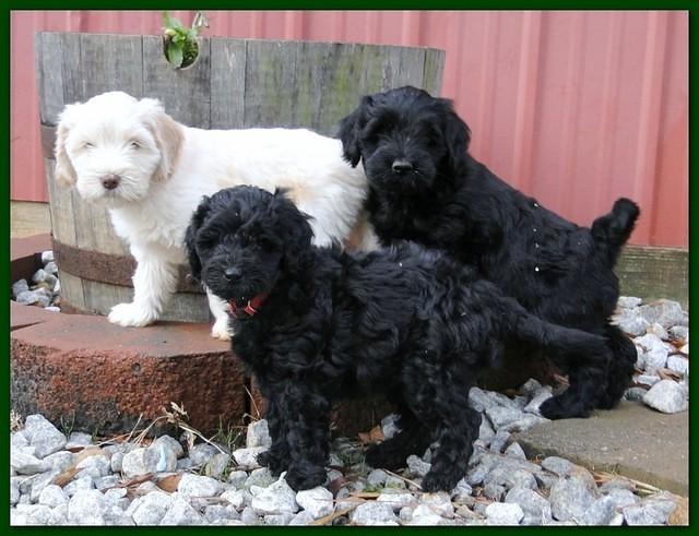 Bailey Rocco puppies 7 weeks old 006
