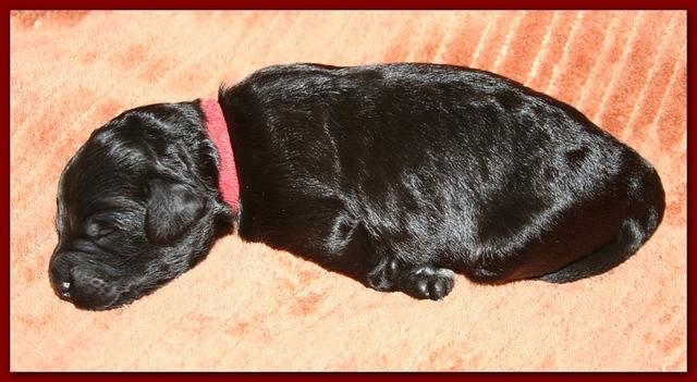 Bailey Rocco pups 11-22-10 158