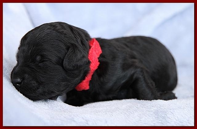 Bailey Rocco pups 11-27-10 171