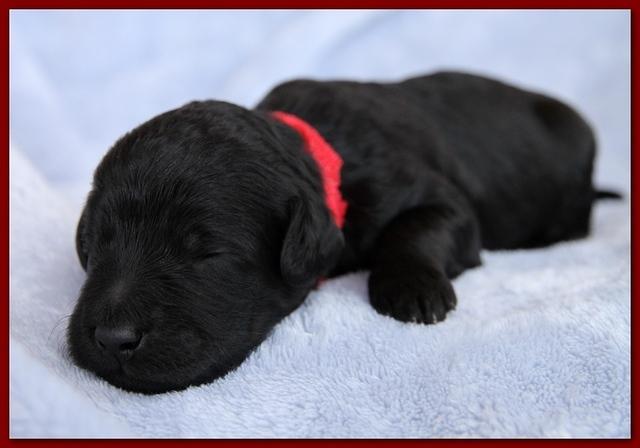 Bailey Rocco pups 11-27-10 172