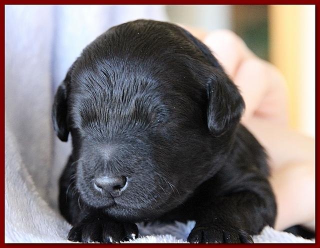 Bailey Rocco pups 11-27-10 219