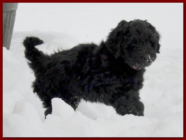 Dancer Bailey puppies 7 weeks snow 015