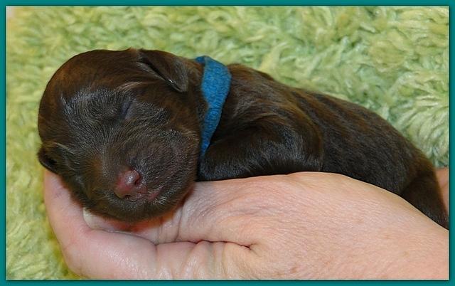 Bailey Rocco newborn puppies 11 18 10 040
