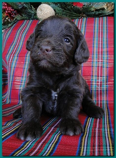 Bailey Rocco puppies 3 weeks old 025