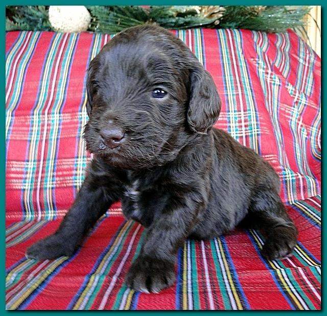 Bailey Rocco puppies 3 weeks old 027