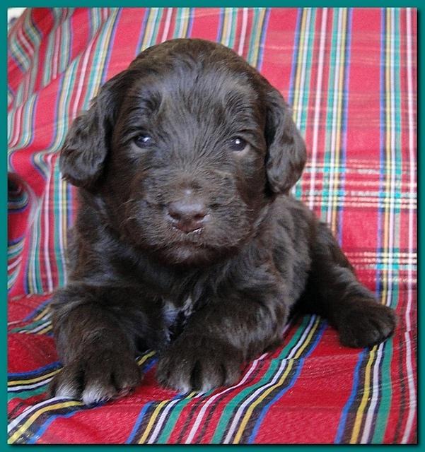 Bailey Rocco puppies 3 weeks old 031