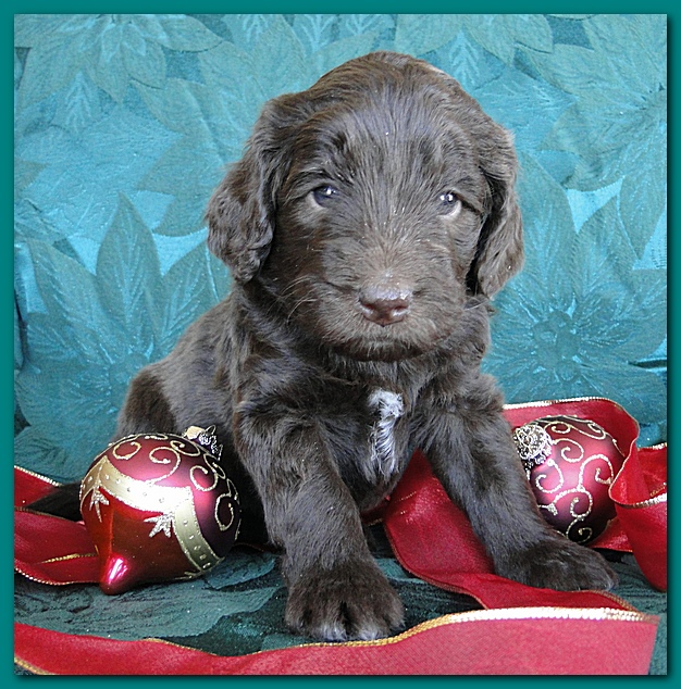 Bailey Rocco puppies 4 weeks old 039
