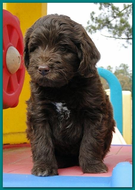 Bailey Rocco puppies 6 weeks old 020