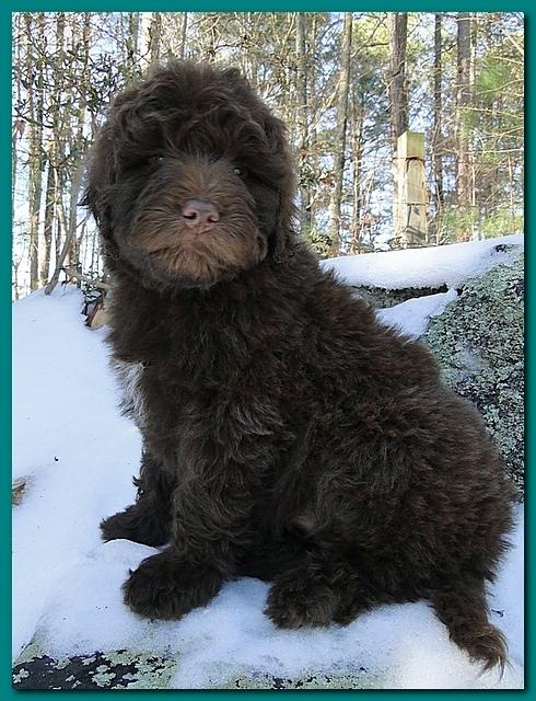 Bailey Rocco puppies 8 weeks old 009