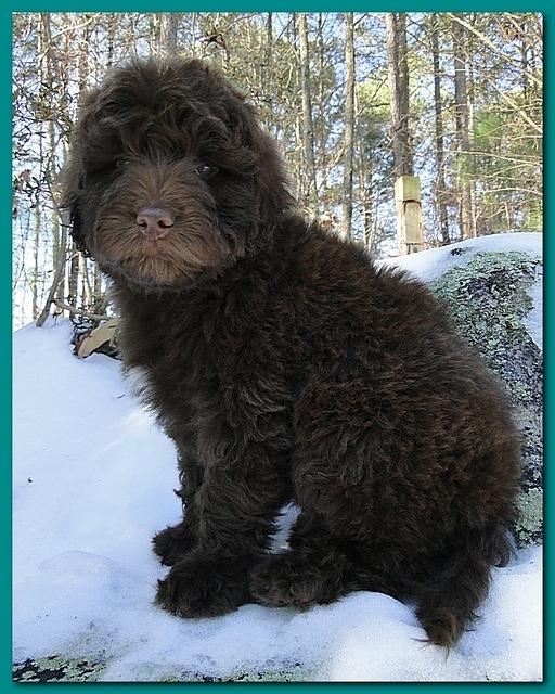 Bailey Rocco puppies 8 weeks old 010