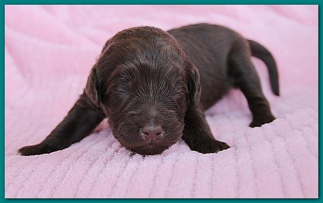 Bailey Rocco pups 11-27-10 056