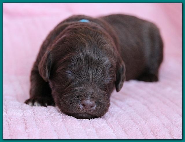 Bailey Rocco pups 11-27-10 063