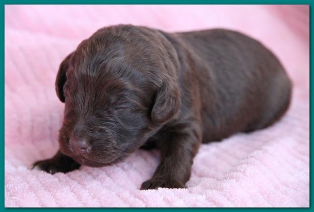 Bailey Rocco pups 11-27-10 069