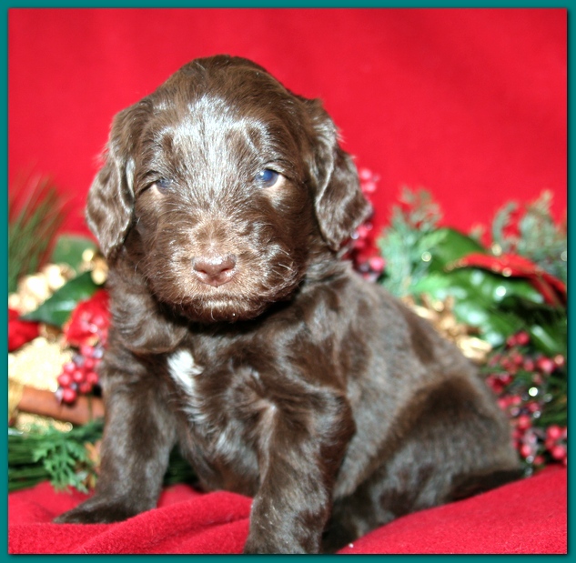 Bailey Rocco pups 4 weeks old 281