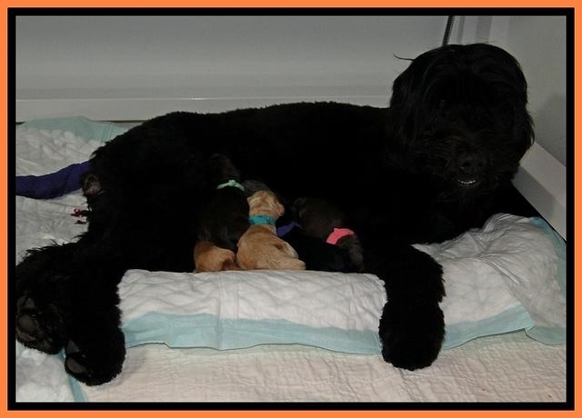 BG newborn 3