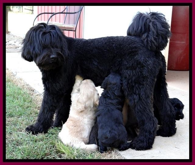 BG pups 5 wks old group 1