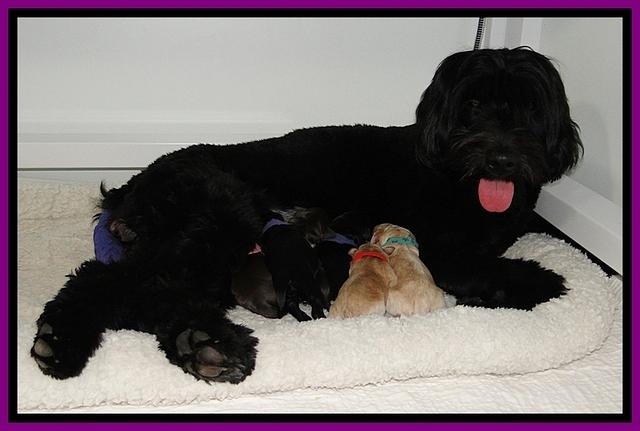 BG pups newborn group 1