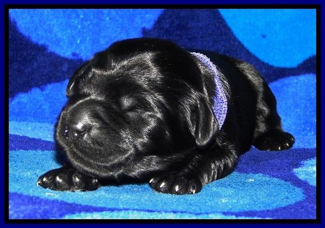 BG pups 1 wk old 12