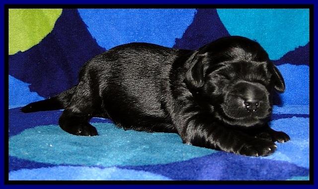 BG pups 1 wk old 14