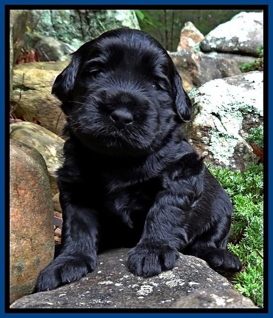 BG pups 3 wks old 32