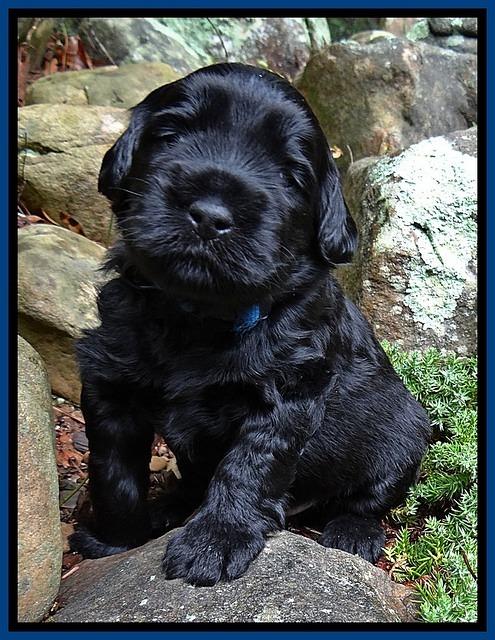 BG pups 3 wks old 33