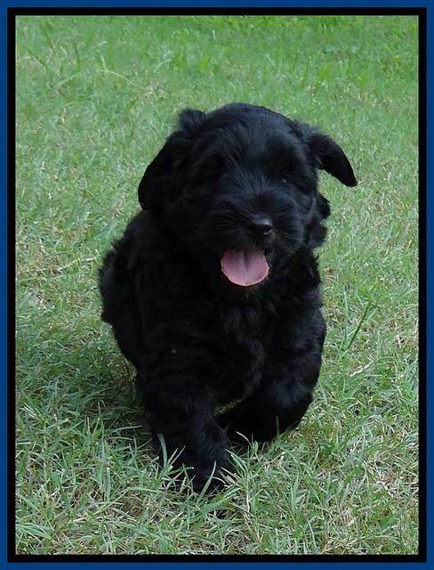 BG pups 7 wks old 30