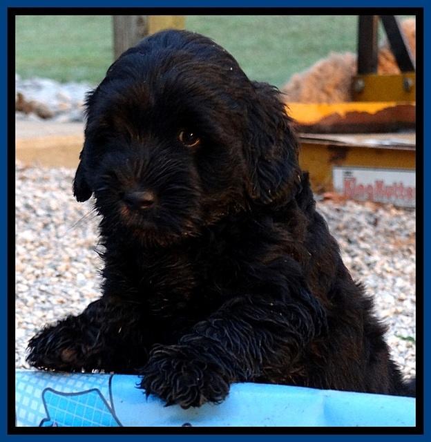 BG pups 7 wks old 54