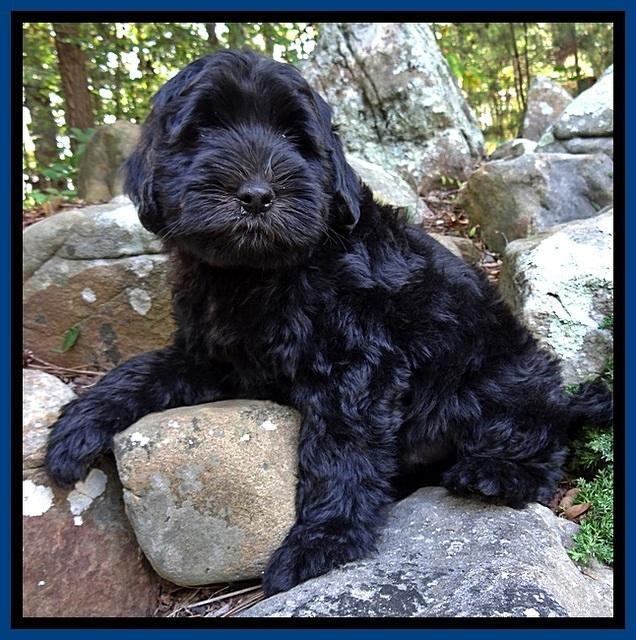 BG pups 8 wks old 850