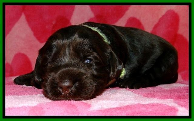 BG pups 2 wks old 12