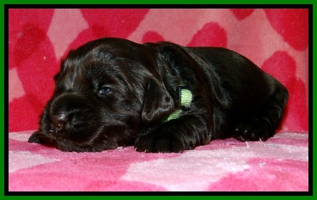 BG pups 2 wks old 13