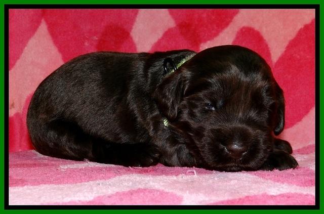 BG pups 2 wks old 14