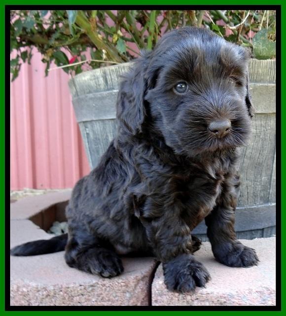 BG pups 5 wks old 11
