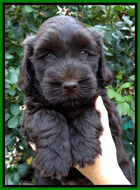 BG pups 6 wks old 13