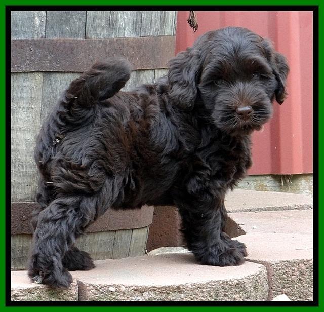 BG pups 7 wks old 1