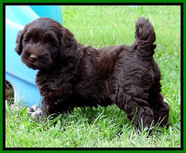 BG pups 7 wks old 2