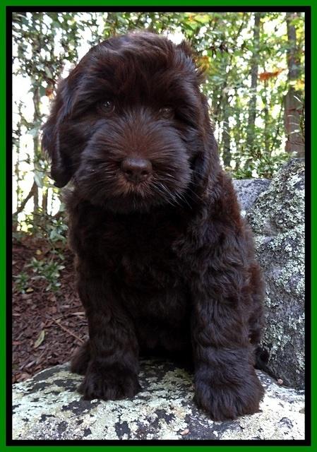BG pups 8 wks old 650