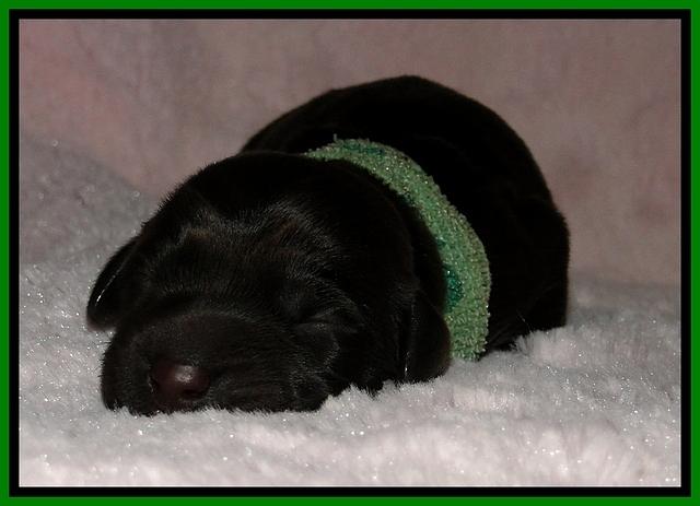 BG pups newborn 7