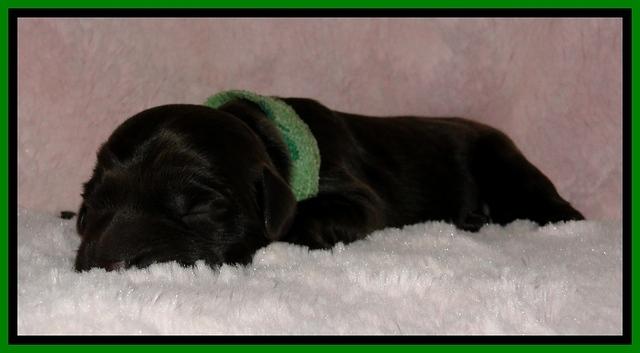BG pups newborn 8