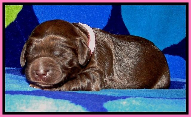 BG pups 1 wk old 3