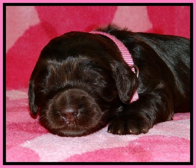 BG pups 2 wks old 2