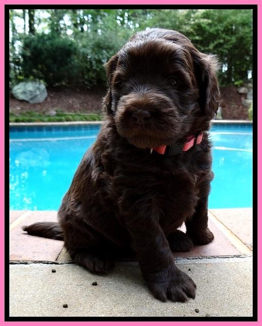 BG pups 4 wks old 18