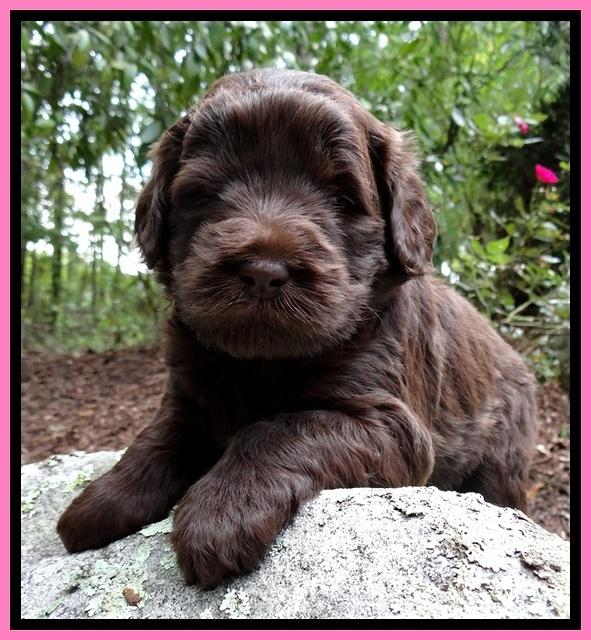 BG pups 4 wks old 19