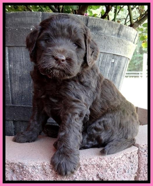 BG pups 5 wks old 10