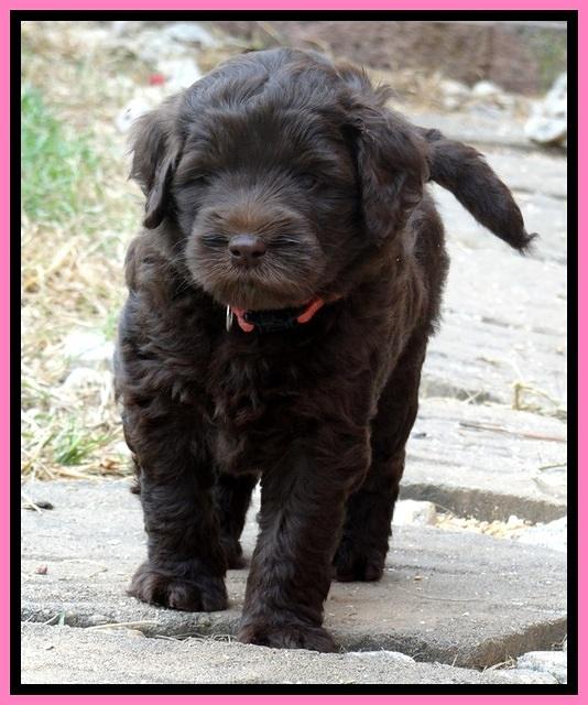 BG pups 5 wks old 54