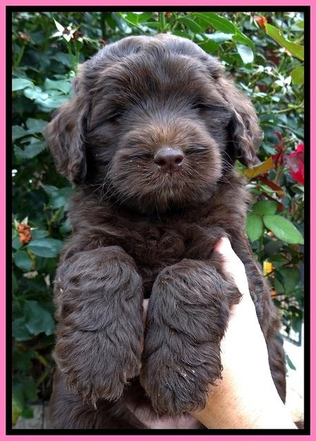 BG pups 6 wks old 11